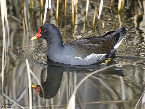 Les Oiseaux Du Faucigny Page