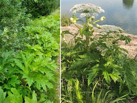 Découvrez les Plans Berce du Caucase et Ambroisie à feuilles darmoise