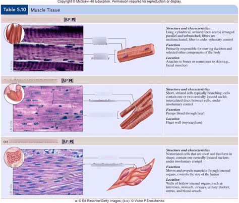 Muscle tissue Diagram | Quizlet