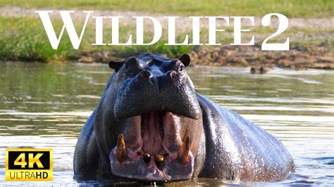 4 Minutes Of Wildlife Part 2 In 4K HDR (ULTRA HD) | Dolby Sound | 4k ... 