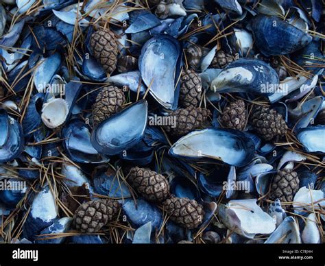 Mussel Shells Hi Res Stock Photography And Images Alamy