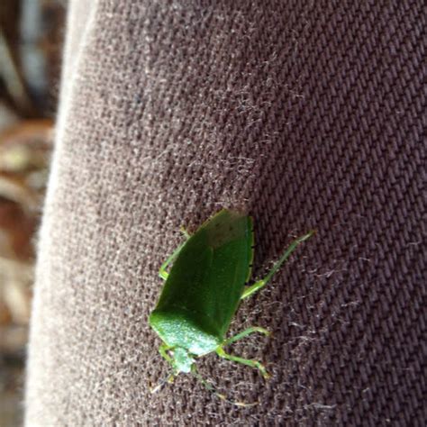 Green Stink Bug Project Noah