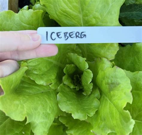 Iceberg lettuce essentials ???? ???? From seed to salad bowl