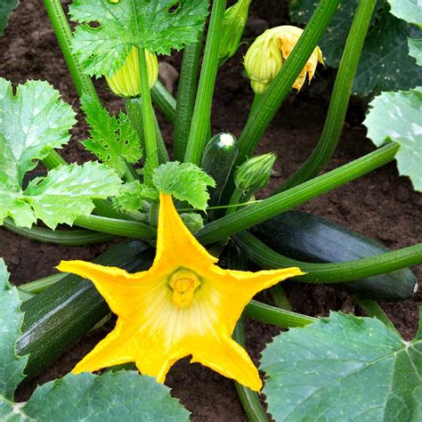 Zucchini Cucurbita Pepo Black Beauty 10 Samen 5093