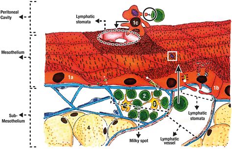 Histology Of Peritoneum