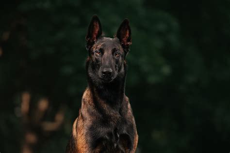 Complete Belgian Malinois Guide: 6 Must Read Facts | All Things Dogs