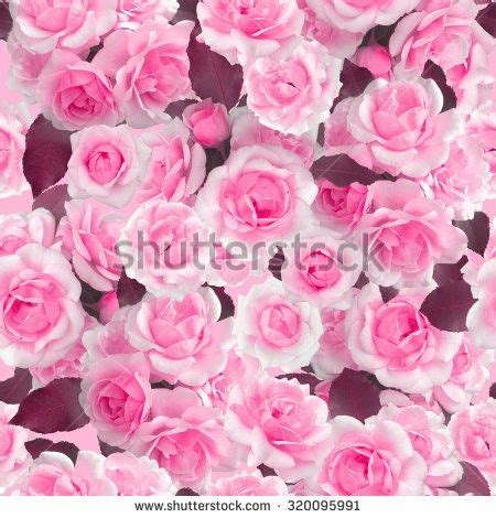 Pin By Kumar Matai On 2021 Floral In 2022 Flowers Floral Rose