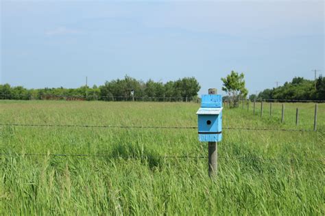 Blue Bird House Free Stock Photo - Public Domain Pictures