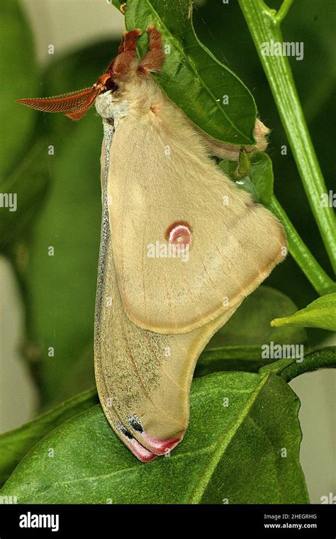 Emperor Gum Moth Opodiphthera Eucalypti Emerging From Cocoon Stock