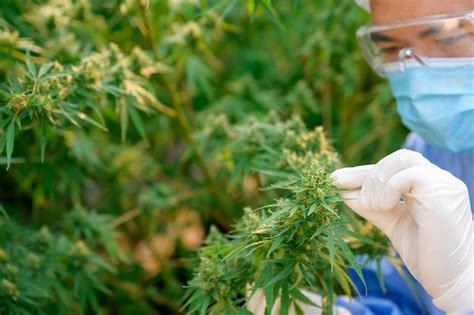 Premium Photo Closeup Of Scientists Working On Cannabis And Hemp