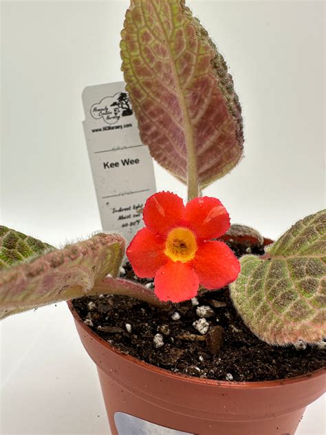 Kee Wee Live Episcia 4 Heavenly Creation Nursery