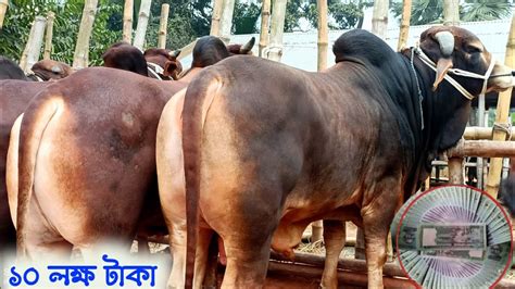 শাহিওয়াল ষাঁড় গরুর দাম জানুন কুমিল্লার মিরশান্নী হাট থেকে ৫ টি গরু