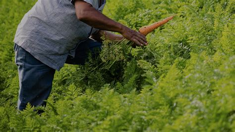 Fertil Huertas Agritultura Orgánica Fertilizantes Y Abonos Orgánicos Agricultura Orgánica