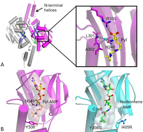 Pyrrolysyl Trna Synthetase An Aminoacyl Trna Synthetase For Genetic