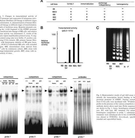 Figure From Cloning Of Human Telomerase Catalytic Subunit Htert