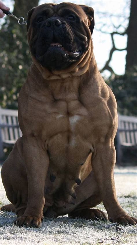 love dog images  pinterest american bullies bully dog