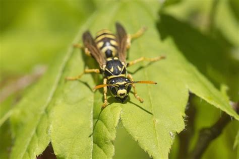 Yellow Jacket Pest Control In Charleston Sc Barrier Pest Services