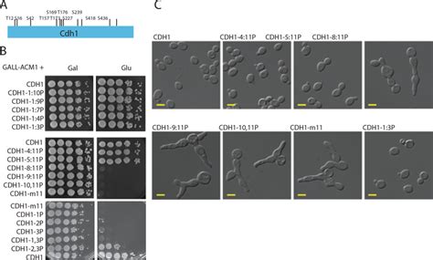 Multisite Phosphorylation Of Cdh1 A Position Of Cdk Consensus