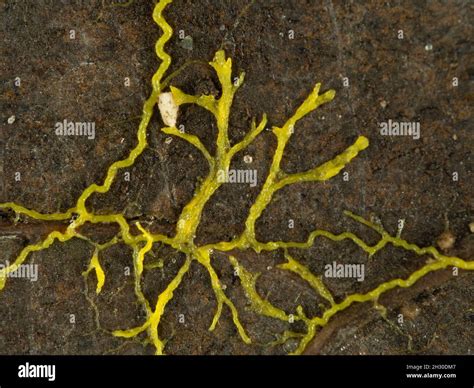 Close Up Of Yellow Slime Mould Or Slime Mold Physarum Polycephalum Creeping Across A Dead Leaf