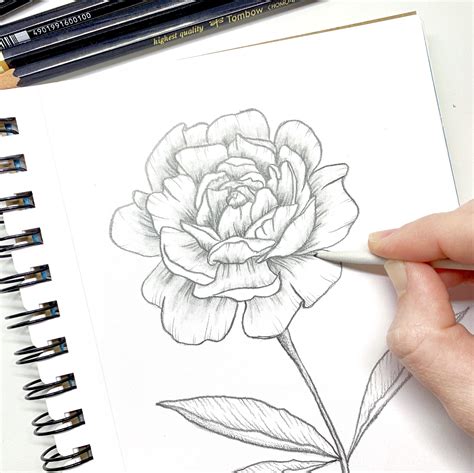 How To Draw A Peony With The Mono Drawing Pencil Set Tombow Usa Blog