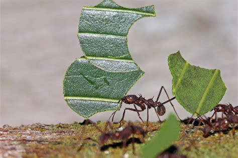 Insectes Rampants Lutte Et Pr Vention Efficaces Et Rapides