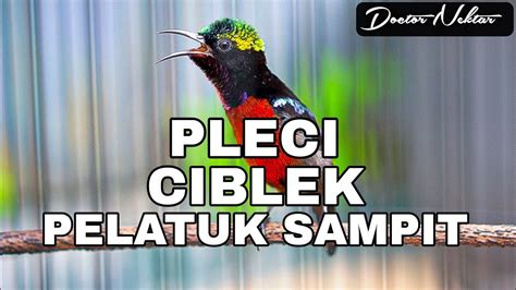 Tembakan Konin Gacor Full Isian Ciblek Pelatuk Sampit Pleci Cocok Buat