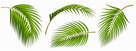 Tropical Green Palm Leaves Isolated Set 20143657 Vector Art At Vecteezy