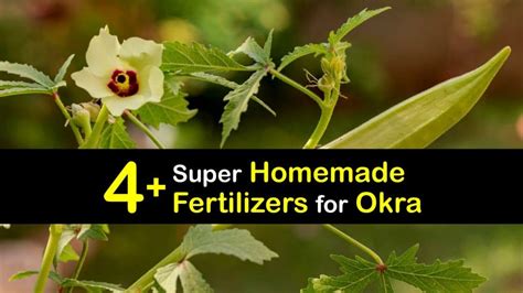 Homemade Okra Fertilizer Feeding Okra Plants