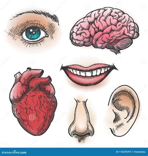 Organs Sketch Human Body Parts Medical Anatomy Set Liver Hearts Kidney