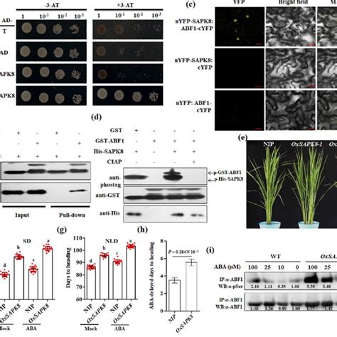 Sapk Interacts And Phosphorylates Abf A Yeast Two Hybrid Assays