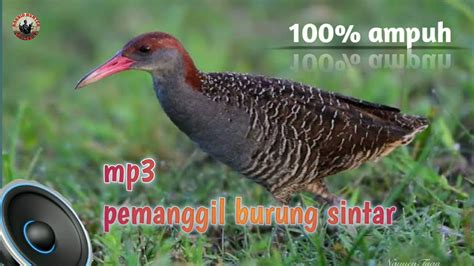 Sintar Suara Pikat Burung Sintar Mp Sintar Pemanggil Burung Sintar