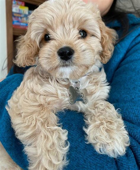 Cavapoo Colors: 11 Coat Colors You’ll Fall For