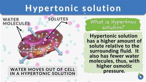 Hypertonic Solution Definition And Examples Biology Online Dictionary