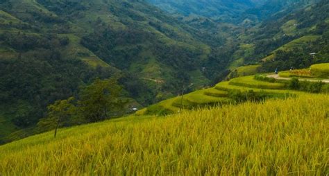 The most beautiful rice terraces of Vietnam in Hoang Su Phi