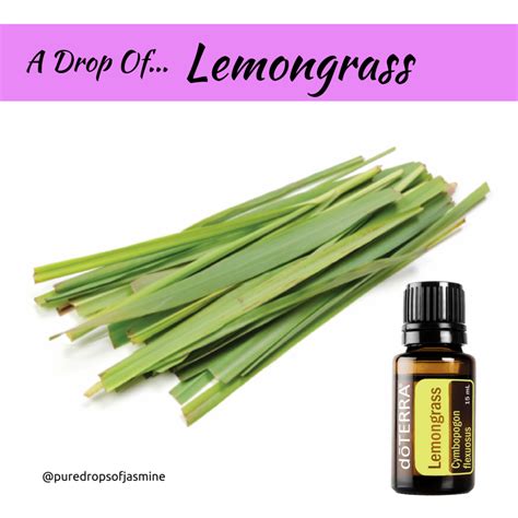 A Drop Of Lemongrass Lemongrass Essential Oil Lemon Grass Essential Oil Education