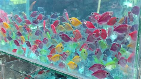 Beautiful Fish Colour Fish Famous Aquarium Fish Market Kolkata