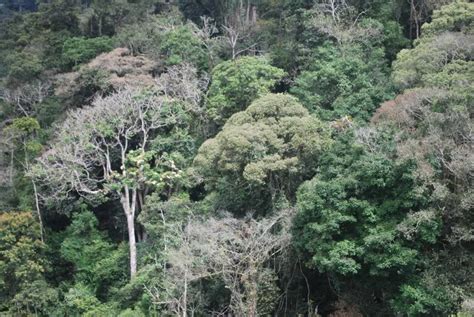 SAYANGI BUMI: PEMELIHARAAN HUTAN TROPIKA