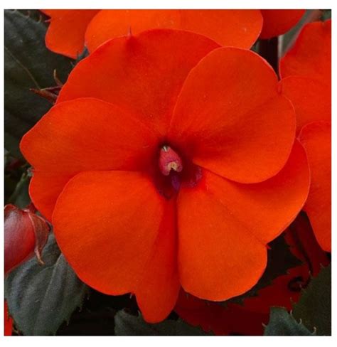 Compact Hot Coral Sakata SunPatiens