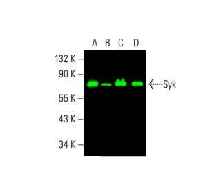 Anti Syk Antibody D Scbt Santa Cruz Biotechnology