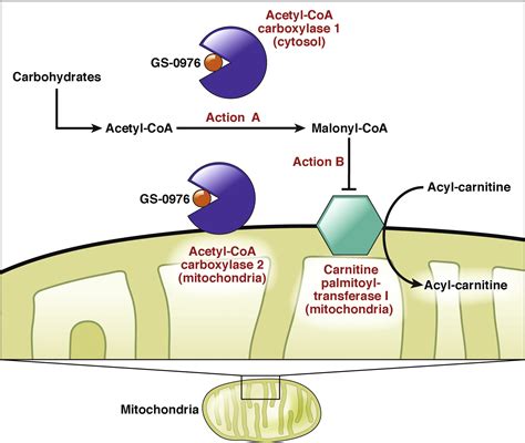 Acetyl Coenzyme A Carboxylase Inhibition Delivers As Anticipated For