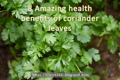 8 Amazing health benefits of coriander leaves | Life in Bangladesh