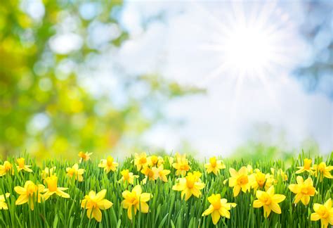 Spring sunshine and allergies - ClarksvilleNow.com