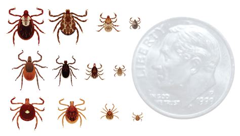 Tackling Tick Troubles Cultivate Herkimer County Ny