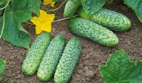 огурцы кибрия: описание и отзывы о сорте, характеристика и фото куста