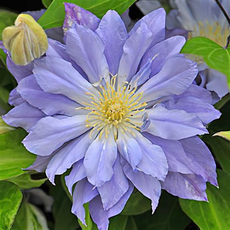 Клематис Ажур Болл - Сады Беловых