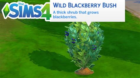 How To Find A Blackberry Bush (Location To Get Blackberries) - The Sims ...