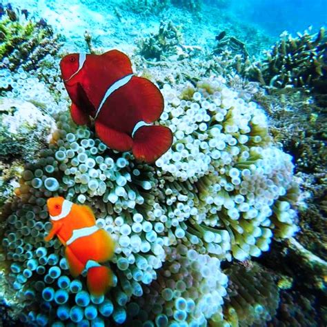 Bali Snorkeling Spots: 5 Best Places To Enjoy Underwater Life