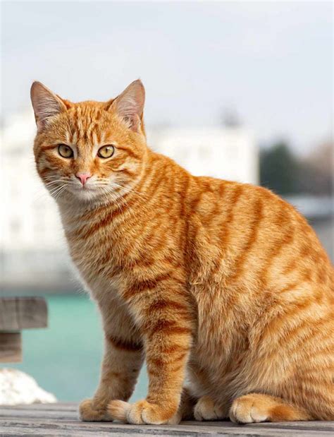 Orange Tabby Cat Pets Society