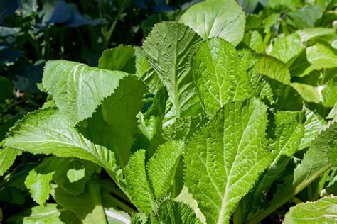 How To Plant Grow And Harvest Mustard Greens Harvest To Table