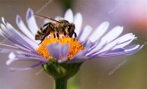 Detalle De Abeja O Abeja En Lat N Apis Mellifera Abeja Europea O